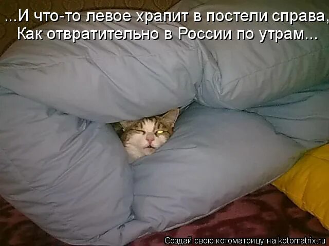 Храпит кошка нормально ли. Храпит кошка нормально ли