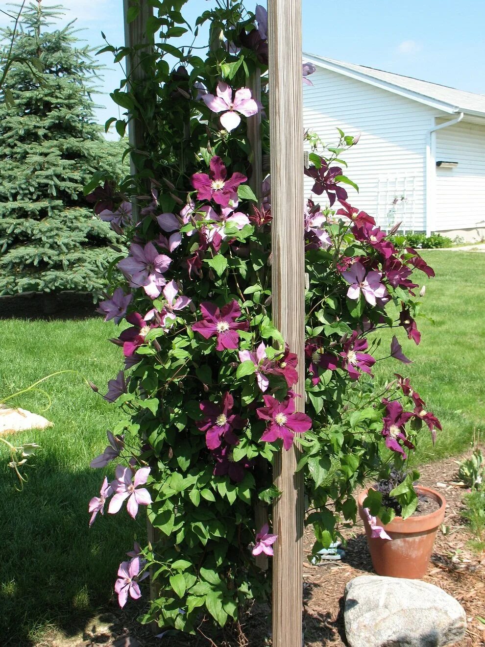 Pin von Marina Molnar auf FLOWERS ALONG THE FENCE