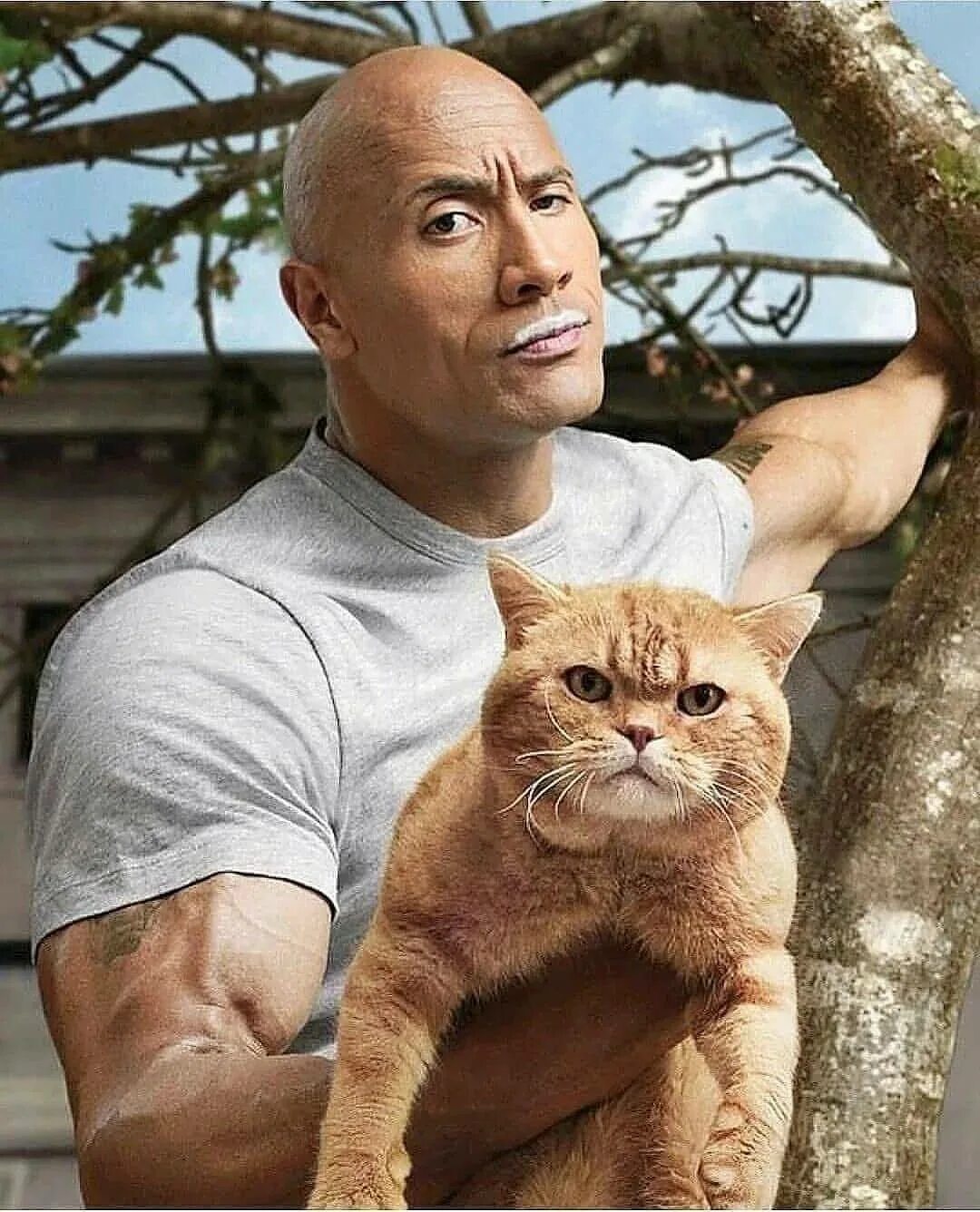 Популярные фотки. Кот Дуэйн Джонсон. Дуэйн Джонсон Гриффины. Коты знаменитостей. Голивудские заезлы с кошкам.