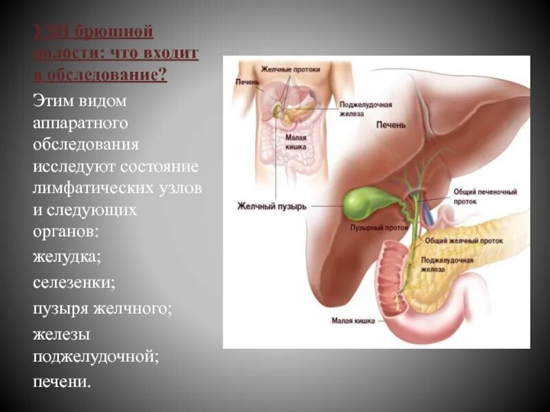 Сосуды желчного пузыря. Топография желчного пузыря. Голотопия желчного пузыря. Желчный пузырь анатомия топография. Печень и желчный пузырь анатомия.