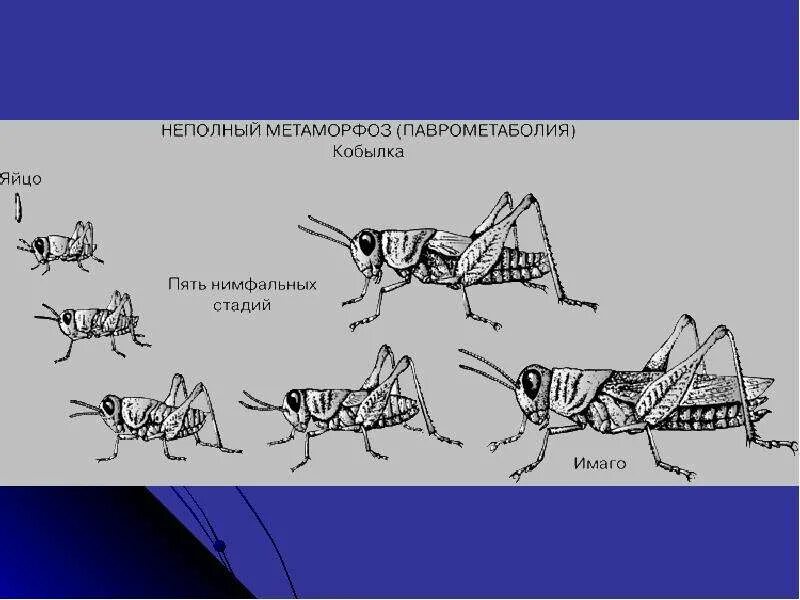 Стадия развития неполного превращения. Неполный метаморфоз. нимфальная стадия.