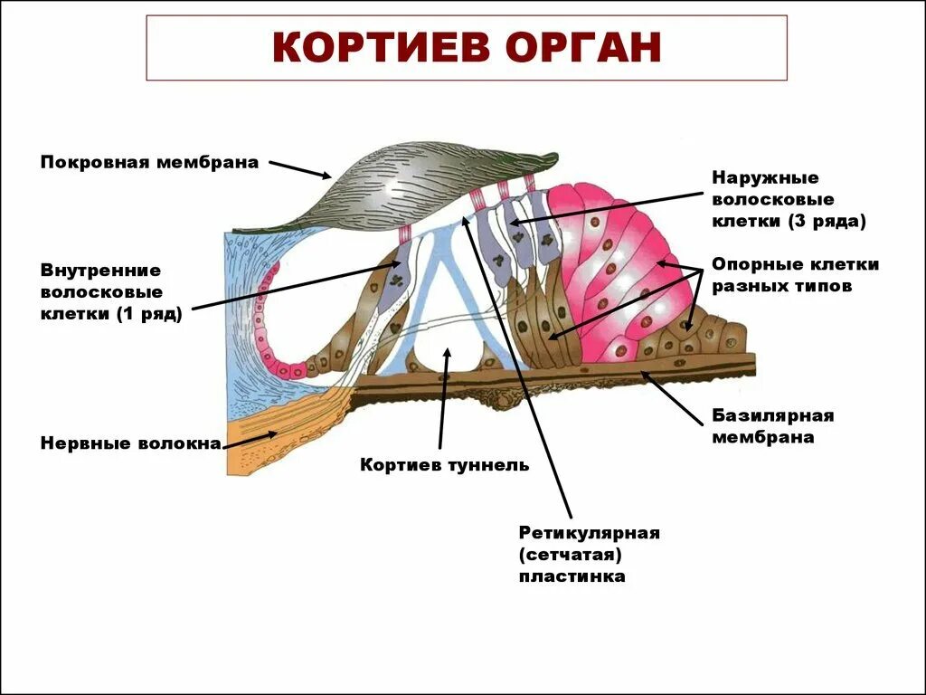 Кортиев орган слуха. Строение внутреннего уха Кортиев орган. Внутреннее ухо анатомия Кортиев орган. Строение слухового анализатора Кортиев орган. Строение улитки Кортиев орган.