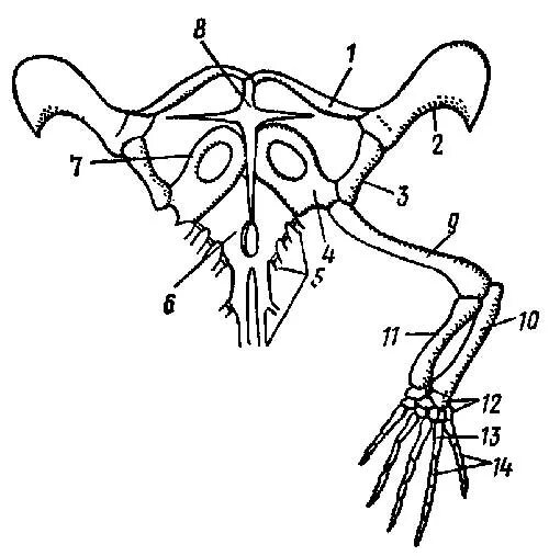 Скелет лягушки пояс передних конечностей. Пояс передних конечностей ящерицы. Скелет пояса передних конечностей у пресмыкающихся. Скелет плечевого пояса ящерицы. Скелет передних конечностей лягушки