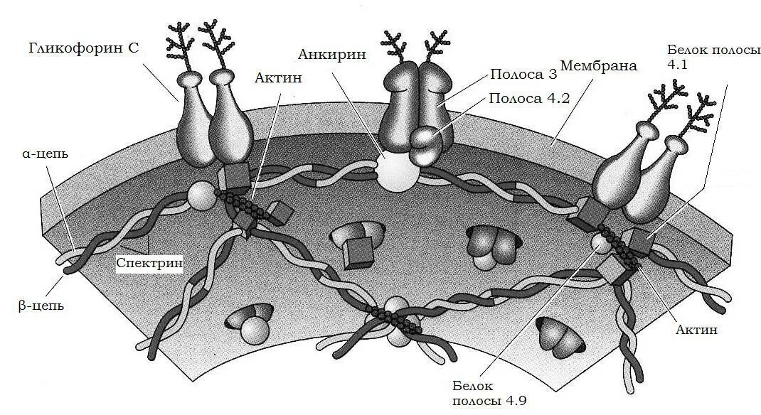 Плазмолемма эритроцита. Мембрана эритроцита схема. Строение цитоскелета эритроцитов. Белок спектрин плазмолеммы эритроцита. Строение плазмолеммы эритроцита.