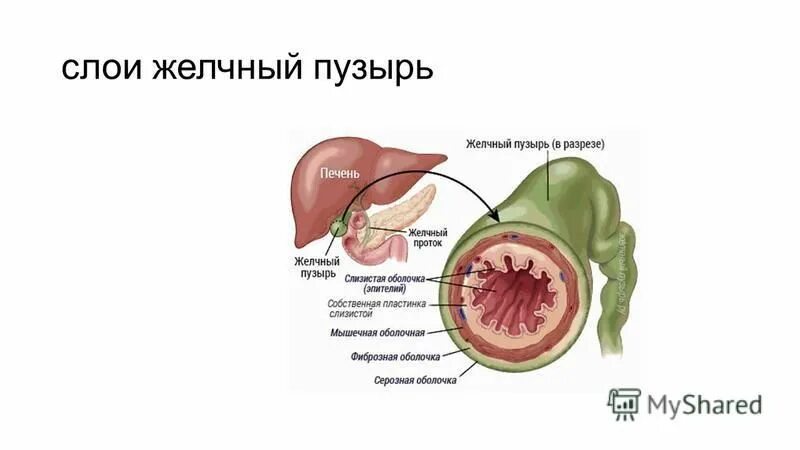 Увеличен желчный пузырь у взрослого