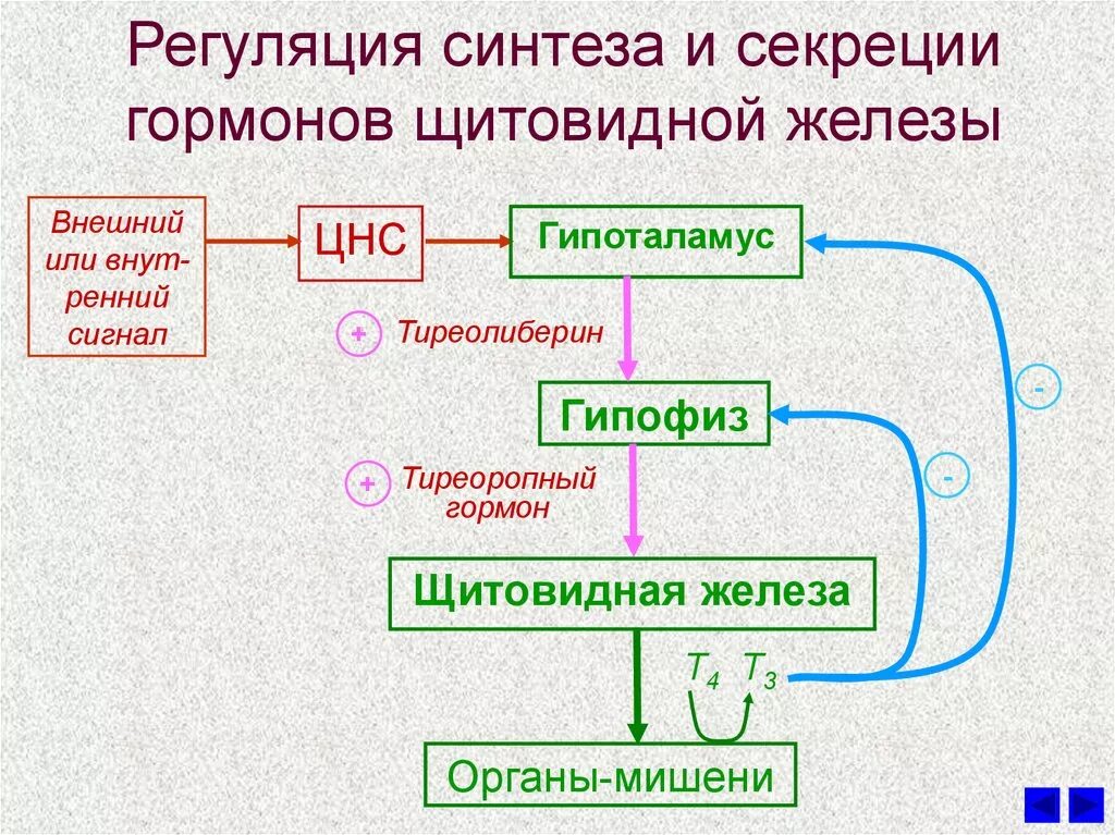 Участвуют в синтезе гормонов. Регуляция гормонов щитовидной железы схема. Схема регуляции секреции гормонов щитовидной железы. Механизм регуляции секреции гормонов щитовидной железы. Схема регуляции тиреоидных гормонов щитовидной железы.