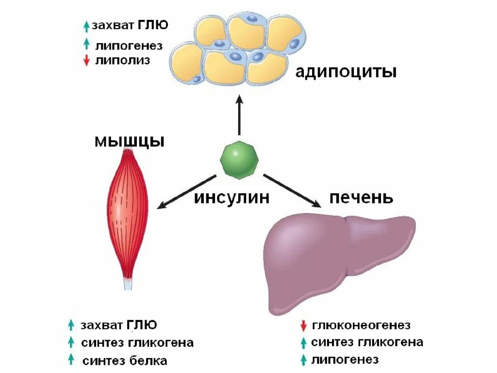 В печени происходит синтез. Влияние инсулина на липолиз. Органы мишени инсулина. Клетки мишени инсулина. Инсулин клетки мишени органы.