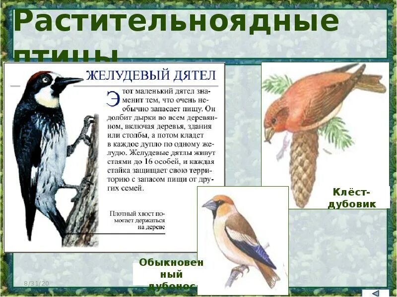 Экологические группы птиц лесные. Растительноядные птицы. Экологические группы птиц. Экологические группы птиц растительноядные. Экологические группы птиц Лесные птицы.