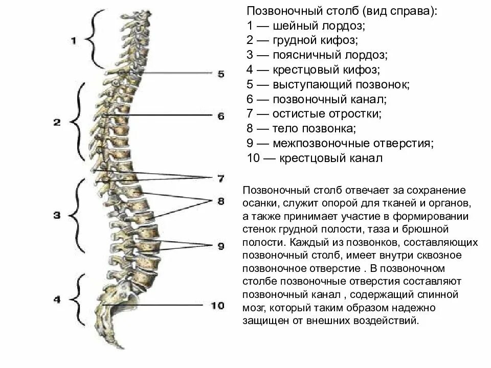 Отделы спины. Позвоночник схема сбоку. Позвоночный столб строение. Позвоночный столб анатомия строение. Позвоночник человека вид сзади.