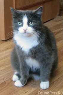 Грудка кошки