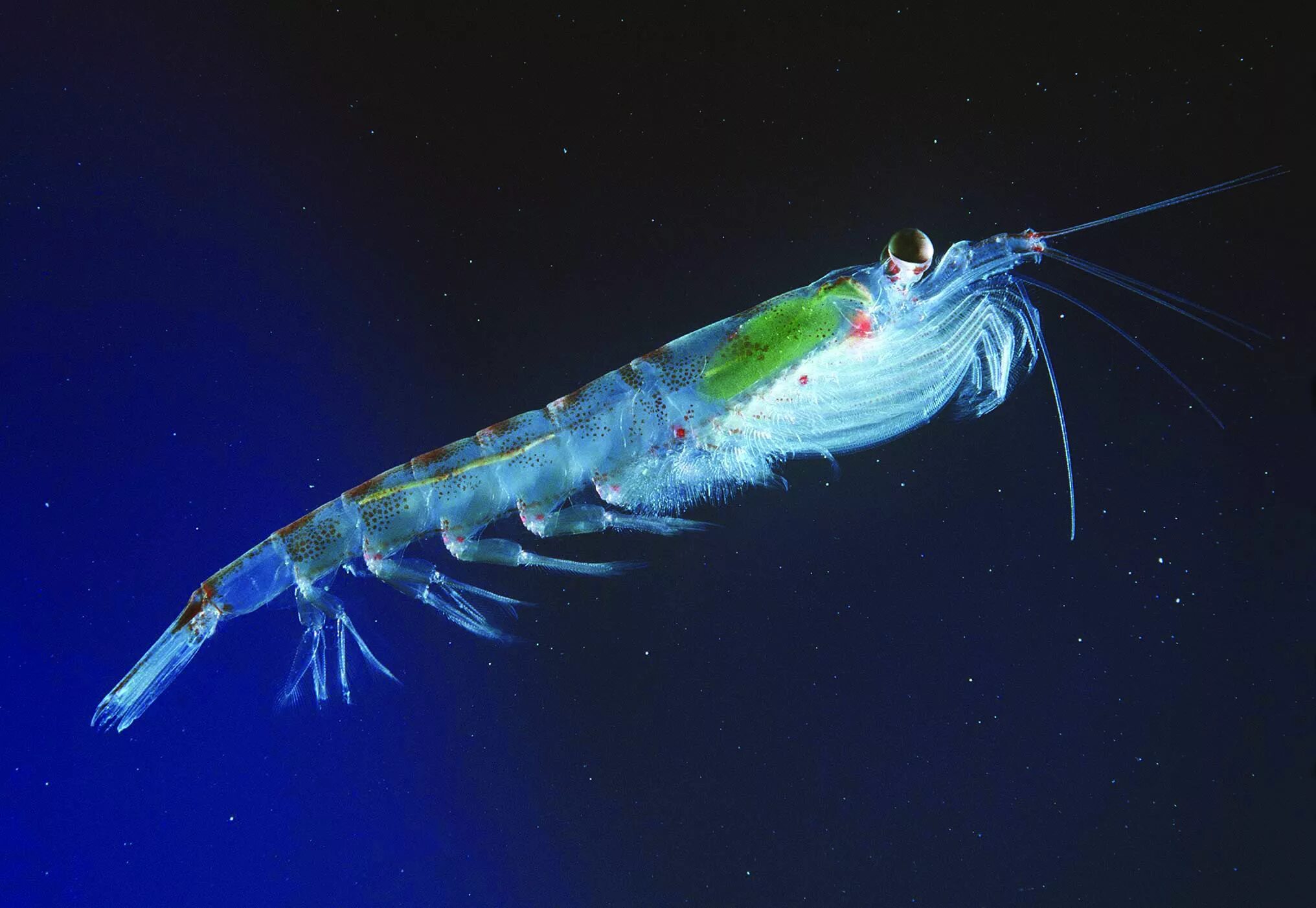 Криль, антарктический [euphausia superba. Криль зоопланктон. Ракообразные рыбы. Морской криль. Ракообразные рыбы.
