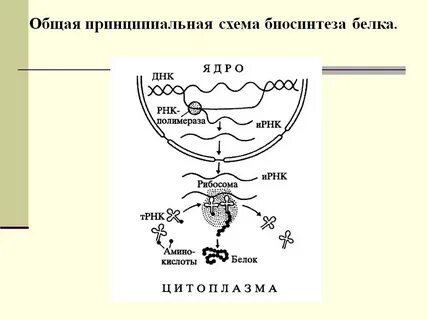 Белки не синтезирующиеся в организме называются