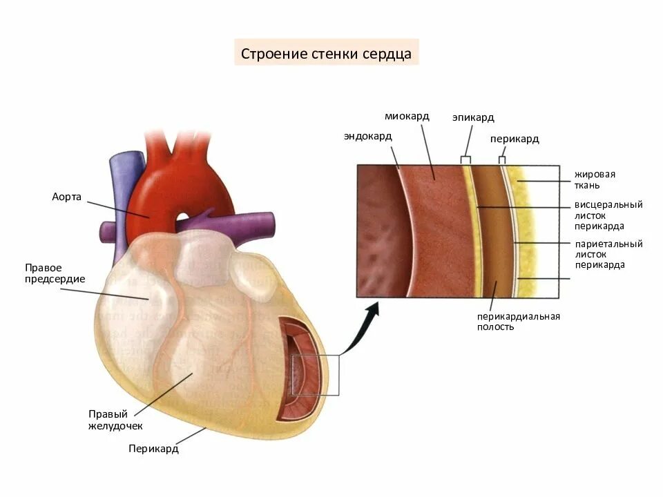 Миокард правого предсердия. Строение сердца перикард миокард. Строение стенки сердца (эндокард, миокард, перикард). Строение сердца эпикард миокард. Строение сердца оболочки стенок сердца.