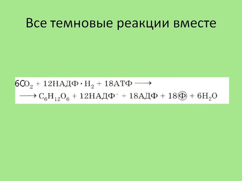 Темновая реакция. Все темновые реакции. Темновые реакции.