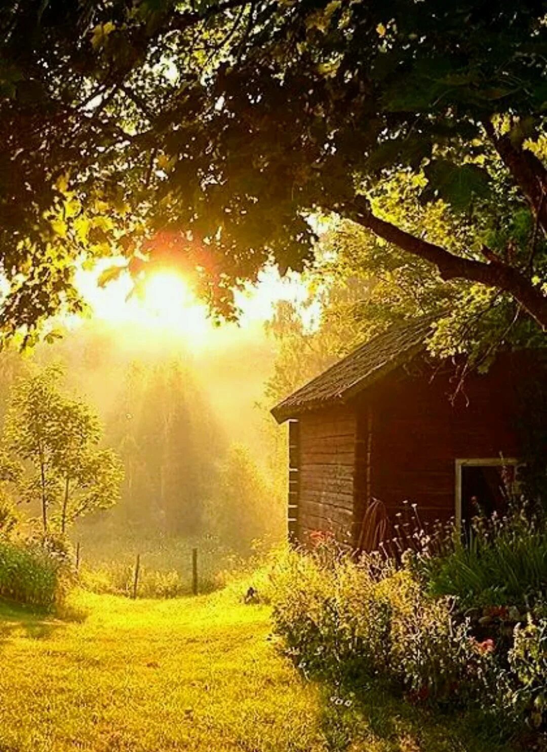 Свет солнца. Луг в солнечных лучах. Утро залитое солнцем. Утро залитое солнцем. Полевые цветы в лучах солнца.