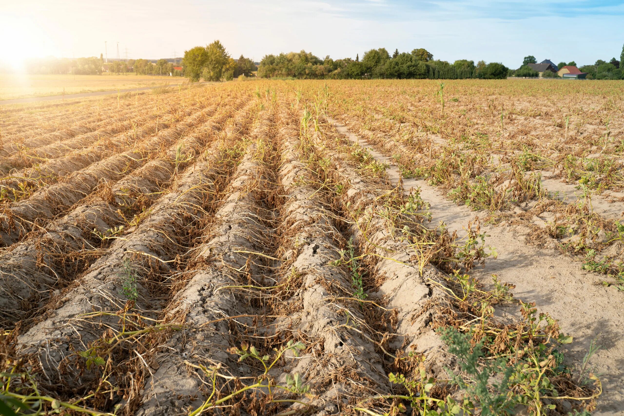 Неплодородная почва. Засуха в сельском хозяйстве. Снижеение плодородия поч. Сельскохозяйственные растения.