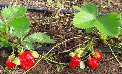 Продам ремонтантную клубнику хабаровск