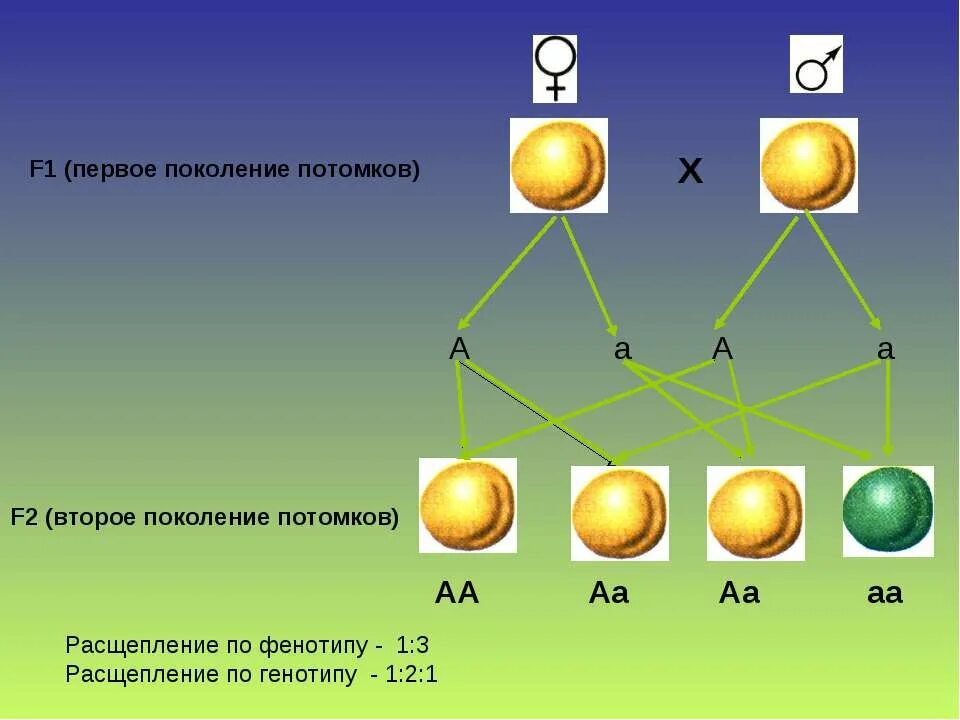 Количество возможных генотипов при скрещивании аа аа. AA AA скрещивание. Расщепление по генотипу. АА АА АА АА генотип и фенотип. Потомство во втором поколении.