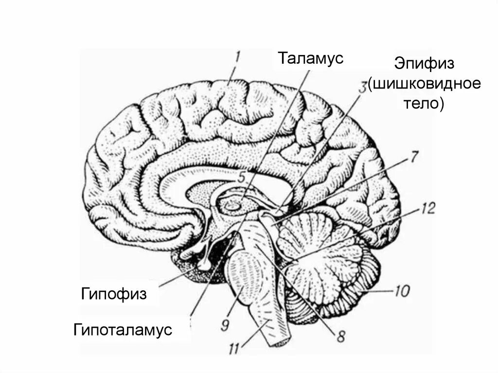 Большое полушарие мозолистое тело мост гипоталамус. Таламус гипоталамус эпиталамус метаталамус. Промежуточный мозг таламус гипоталамус. Таламус гипоталамус эпиталамус функции. Промежуточный мозг строение метаталамус.