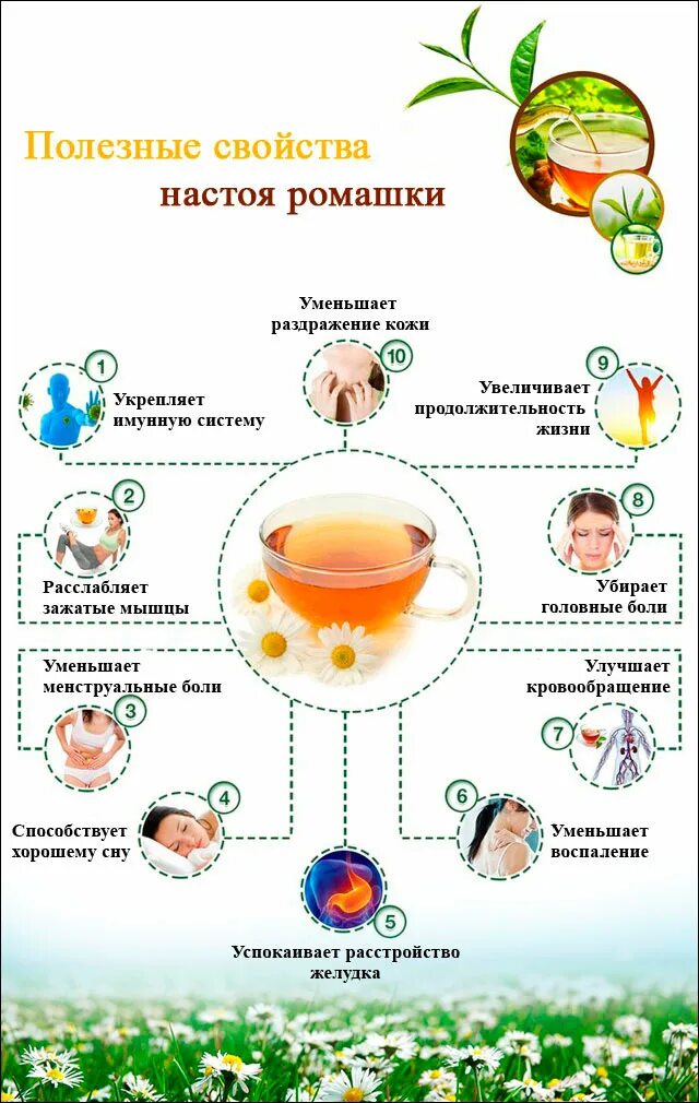 Ромашковый чай св ва. Ромашка лечебные свойства. Ромашка помогает. Чем полезна Ромашка. Ромашка целебные качества.