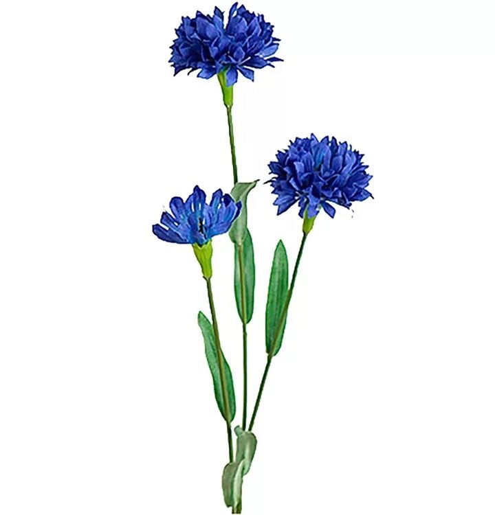 Василёк синий цветки. Василек полевой. Василёк Centaurea. Василек синий стебель.