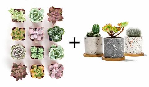 Tiny plants