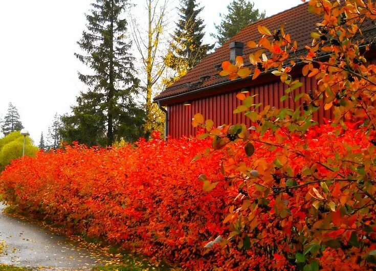 Growing and Care For Japanese Maples Shade garden design, Japanese maple garden,