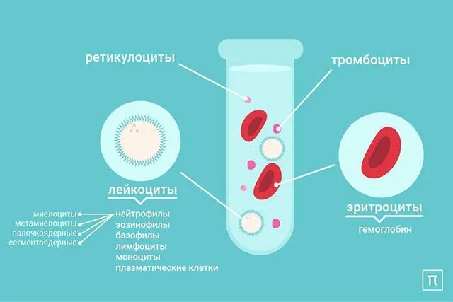 Лейкоциты эритроциты понижены. Ретикулоциты и эритроциты. Лейкоциты ретикулоциты. Эритроциты лейкоциты тромбоциты ретикулоциты. Ретикулоциты в мазке крови.