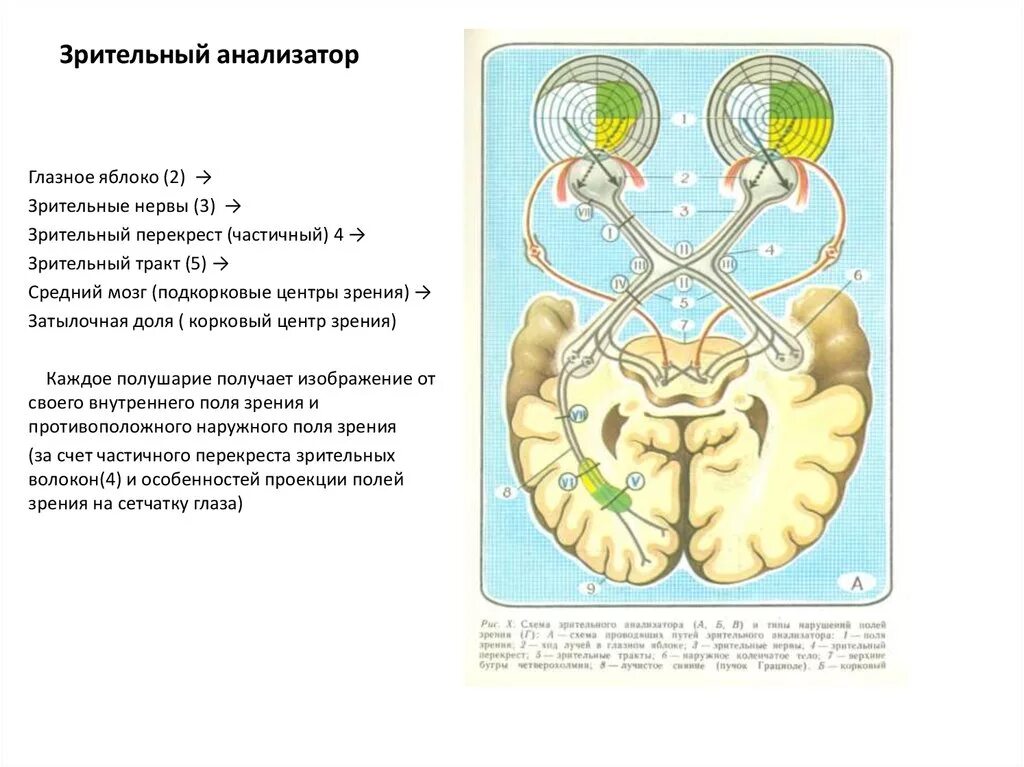 Зрительный нерв в головной мозг. Частичный Перекрест зрительного нерва. Подкорковые центры зрительного анализатора. Подкорковый центр зрительного анализатора находится в. Зрительный анализатор Перекрест.