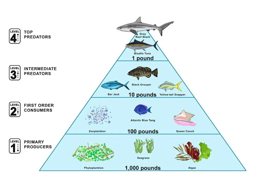 1 уровень тише. Экологическая пирамида морской экосистемы. Экологическая пирамида черного моря. Экологическая пирамида биомассы океана. Пищевая цепь морской экосистемы.