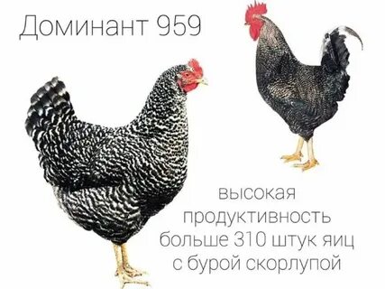 Куры доминанты содержание
