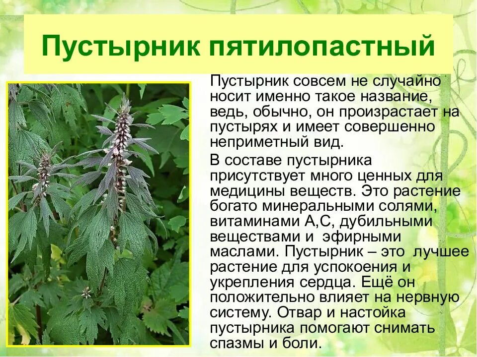Сообщение о лекарственном растении
