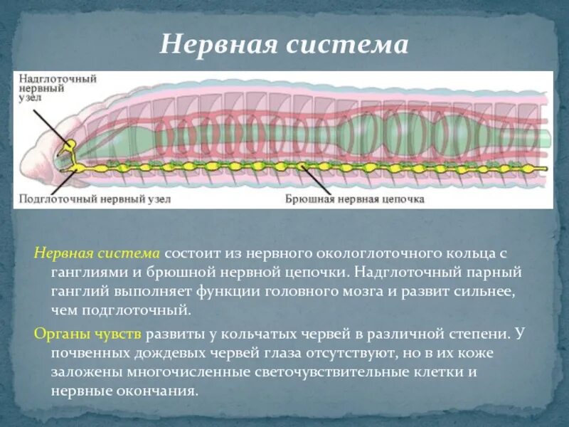 Что представляет собой ганглий. Нервная система кольчатых червей схема. Кольчатые черви нервная система окологлоточное кольцо. Тип кольчатые черви нервная система. Строение нервной системы кольчатых червей.