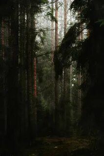 Посреди дремучего леса