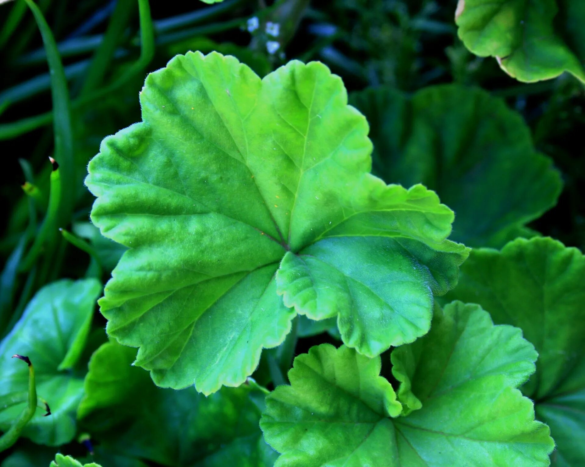 Листья герани лечение. Герань Geranium листья. Пеларгония зональная листья. Листик герани. Герань окаймленная.