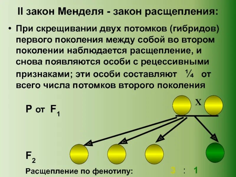 Гибриды второго поколения. Второй закон Менделя закон расщепления закон чистоты гамет. 1 Закон Менделя это закон расщепления. Первый закон Менделя скрещивание. Первый закон Менделя биология.