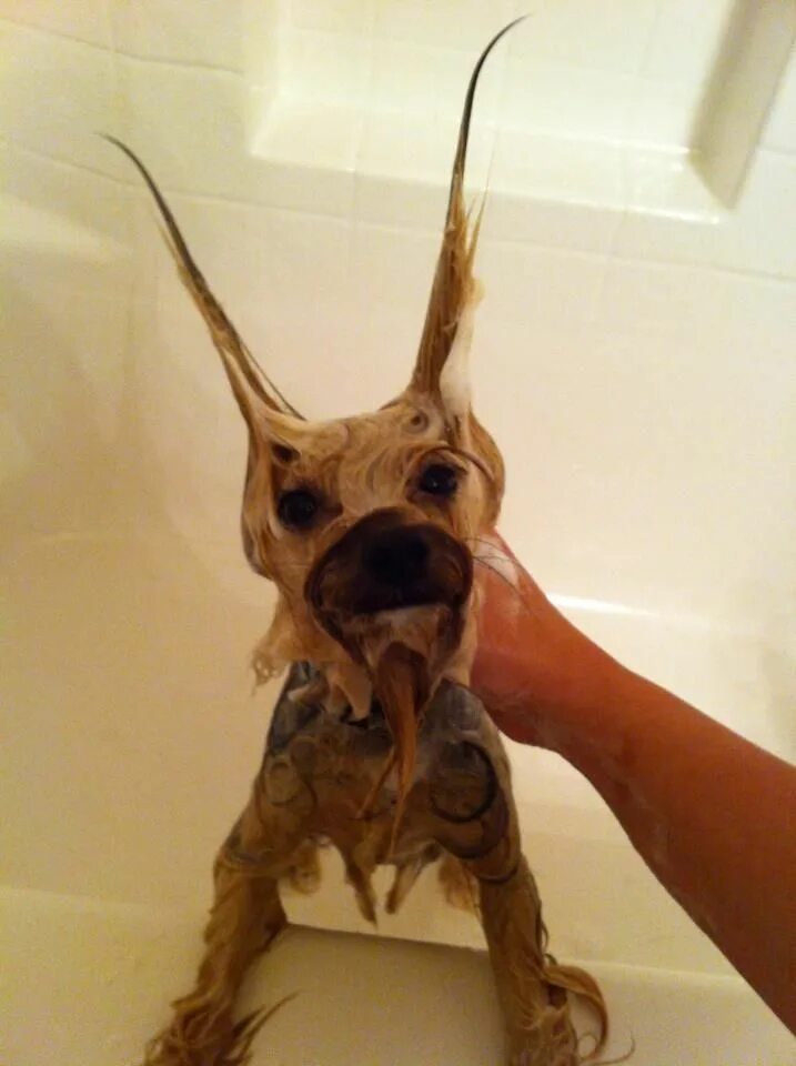 Simple Lessons Dogs Teach Us About Life Funny dog pictures, Surprised dog, Funny