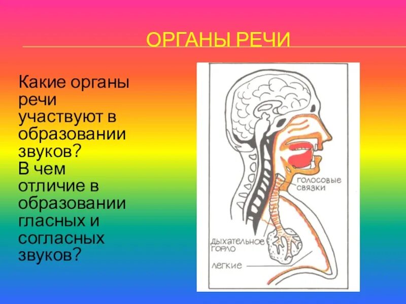 Образование звуков языка. Органы речи. В образовании звуков участвуют органы речи. Органы речи фонетика. Какие органы речи участвуют в образовании гласных звуков.