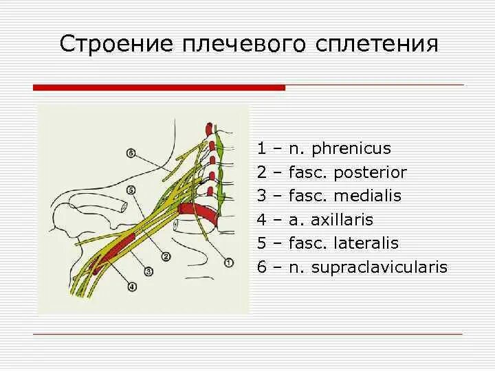 Блокада сплетения. Строение плечевого сплетения. Плечевое сплетение анатомия. Строение полевого сплетения. Строение полевого сплетения анатомия.