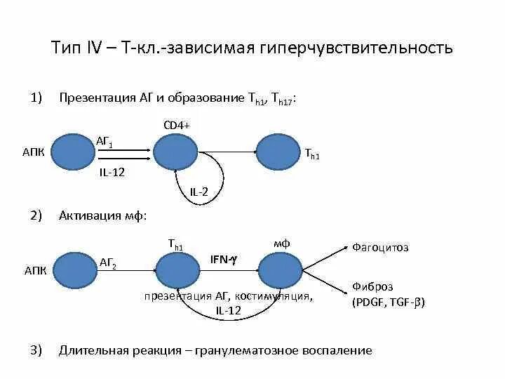 Т зависимые. Т зависимая гиперчувствительность замедленного типа. Схема реакции гиперчувствительности 4 типа. Гиперчувствительность 4 типа cd8. Гиперчувствительность 4 типа механизм презентация.