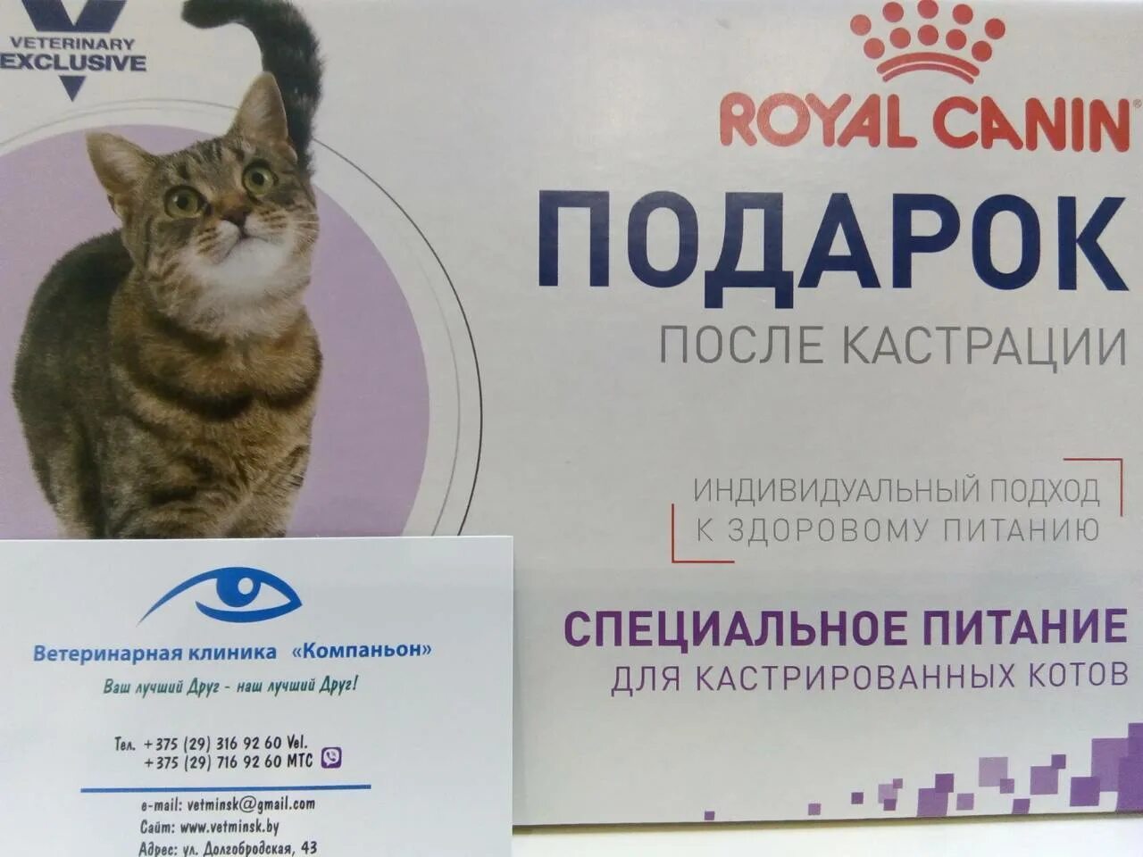 Перед стерилизацией кошки не кормить