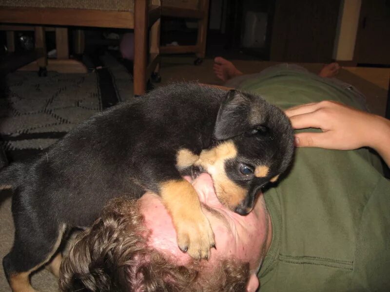 Собака спит. Что любят делать собаки. Собака кушает. Человек собаке друг текст. Собака дышит.