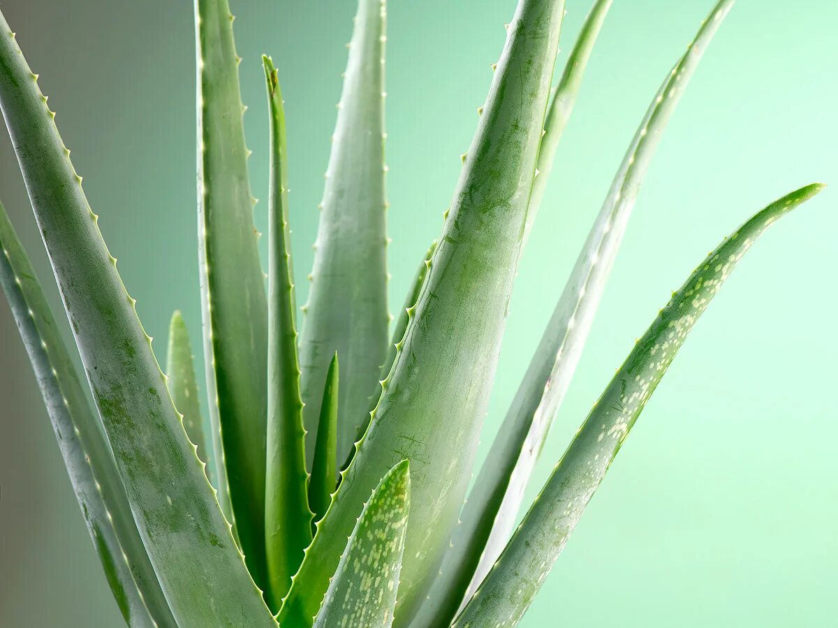 Алоэ барбаденсис миллер. Aloe barbadensis Leaf Juice. Алоэ Агава.