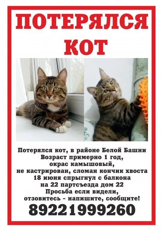Потерялся кот объявление. Пропал кот. потерялся кот. потеряться.