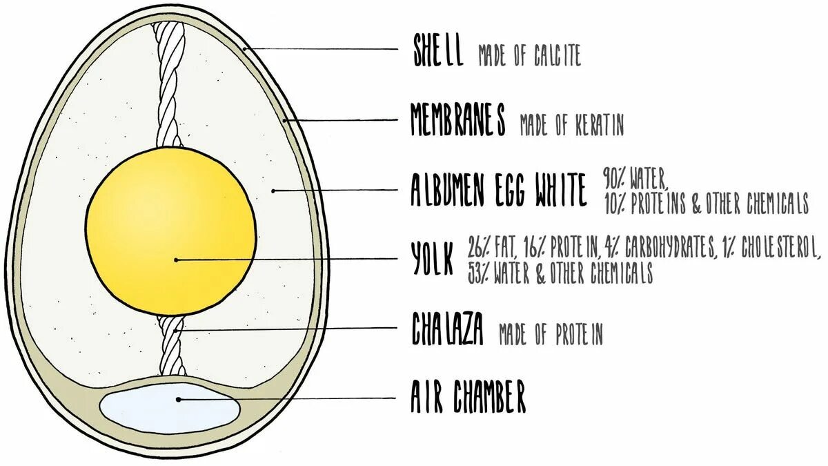 Как по английски будет яйцо. Яйцо в разрезе. Куриное яйцо в разрезе. Халазы в яйце. Яйцо в разрезе рисунок.