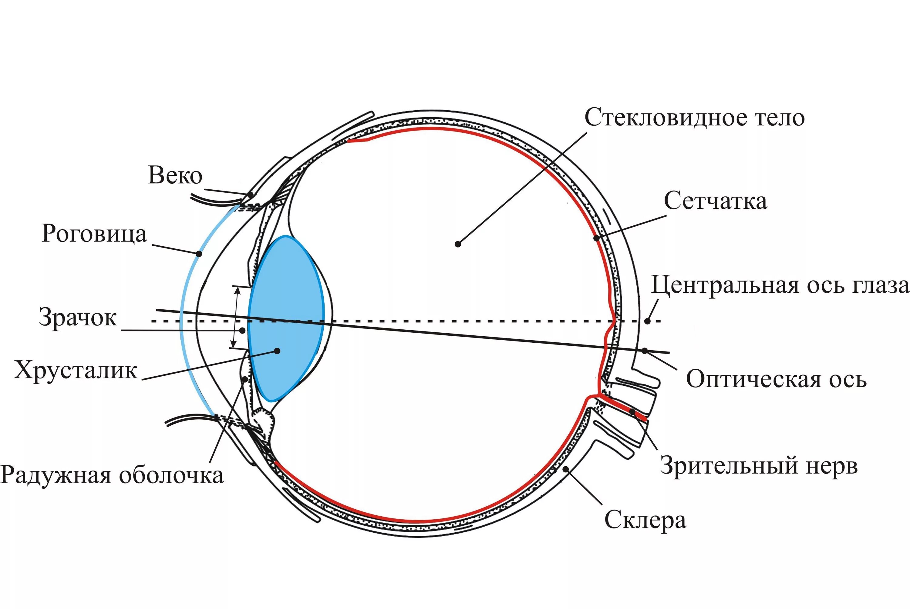 Нормальный глаз схема. Схема глазного анализатора. Анализаторы зрительный анализатор строение. Зрительный анализатор строение анатомия. Строение зрительного анализатора глазное яблоко.