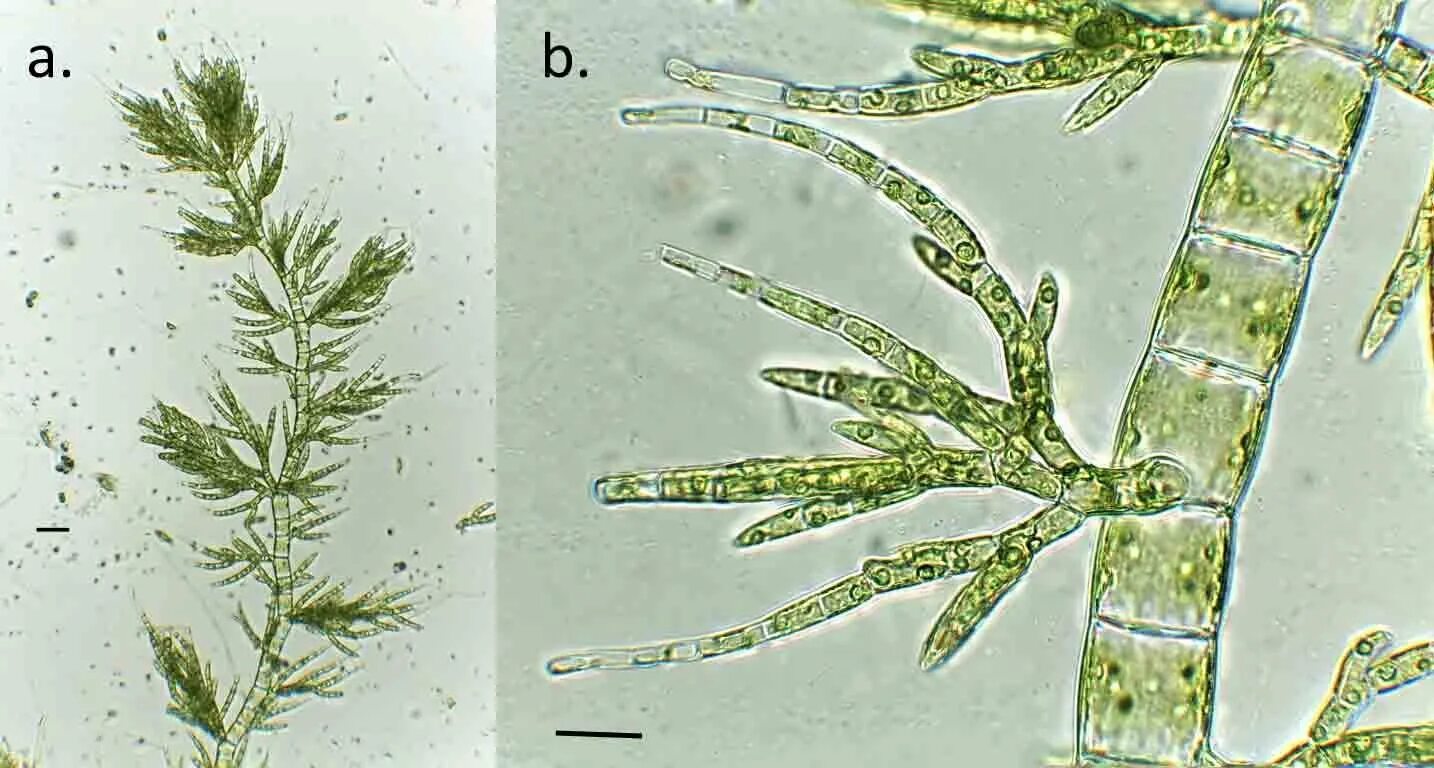 Клетка многоклеточных водорослей. Кладофора нитчатая. Таллом водоросли драпарнальдия. Харовой водоросли спирогиры. Кладофора нитчатая водоросль.