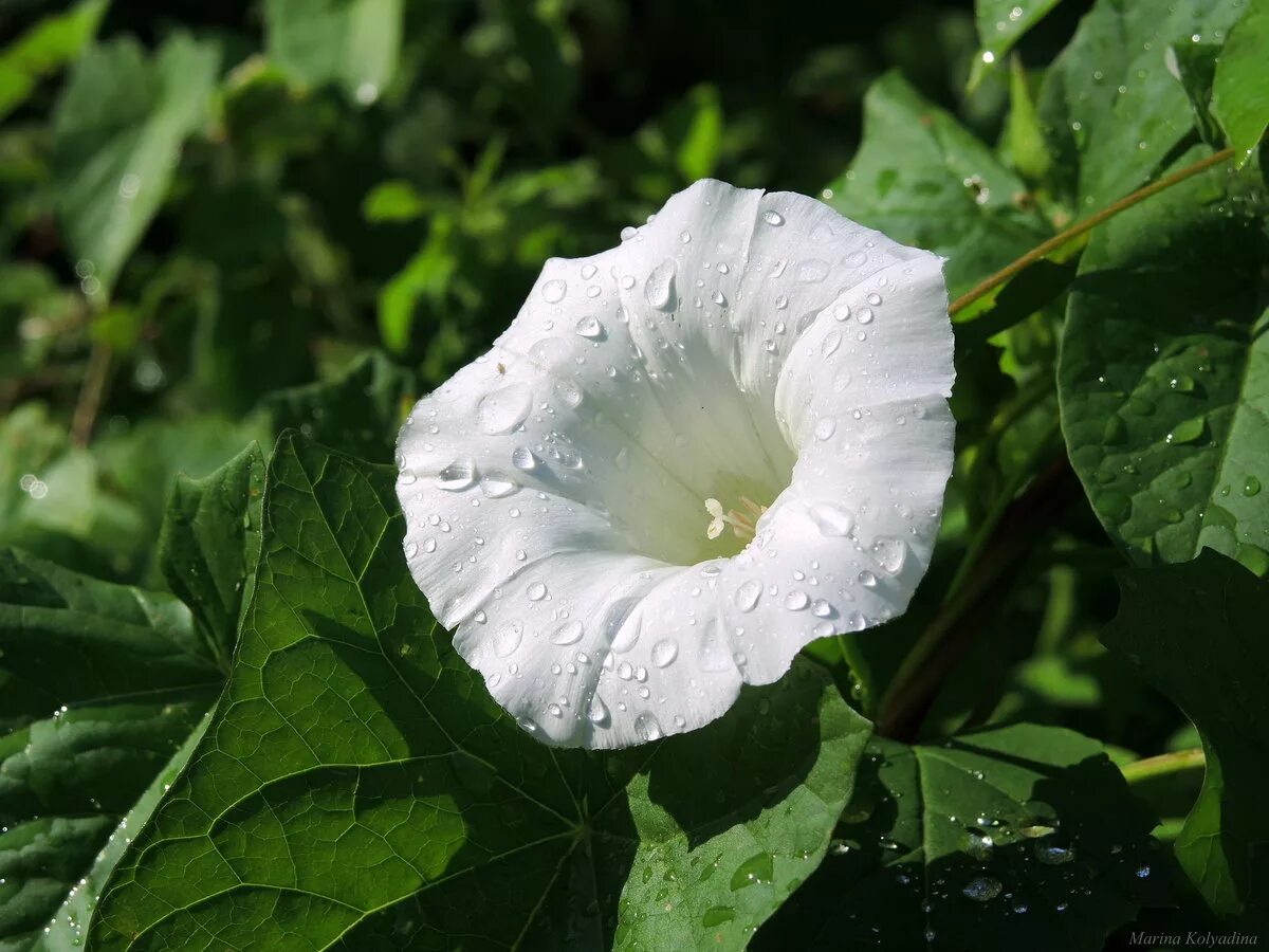 вьюнок полевой (convolvulus arvensis). пустынный вьюнок. вьюнок полевой березка. белый цветок вьюнок. белый вьюнок.