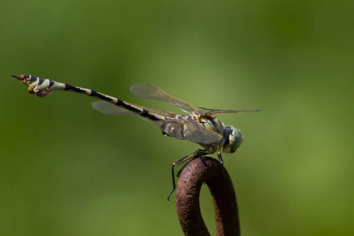 70 300 рублей. Tamron af 70-300mm. Tamron 70-300mm f4/5.6 macro. Объектив Tamron 70-300. Объектив Tamron af 70-300mm f/4-5.6 di LD macro 1:2.