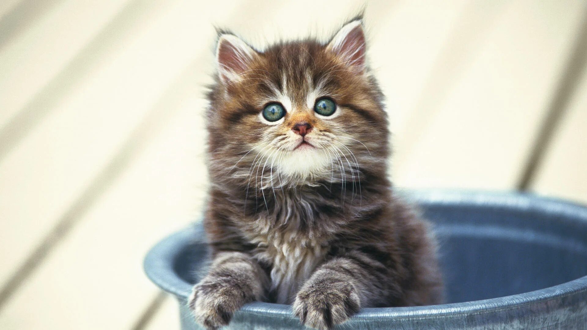 Включи веселого котенка. Пушистые котята. Котята милые и пушистые. Маленькие котятки. Кошки маленькие пушистые.